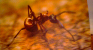 wp0c868685_0f.jpg